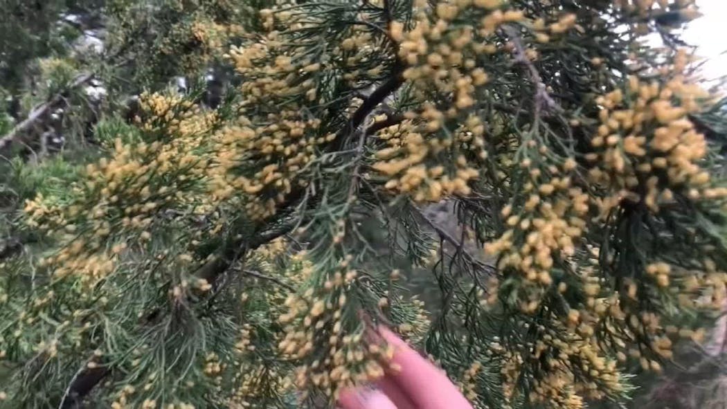 Oklahoma Cedar Pollen Invasion