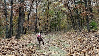 First Phase Of Turkey Mountain Restoration Begins