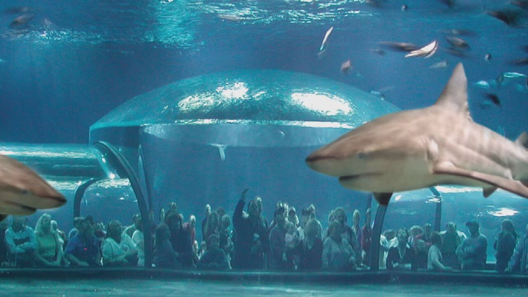 Sharks Oklahoma Aquarium Jenks