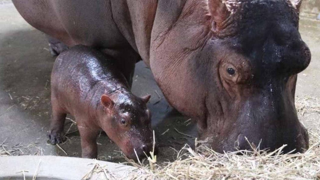 Cincinnati Zoo Selects The Name For Fiona The Hippo's New Baby