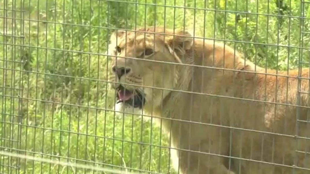 4 Big Cats From 'Tiger King' Zoo Move To Minnesota Sanctuary