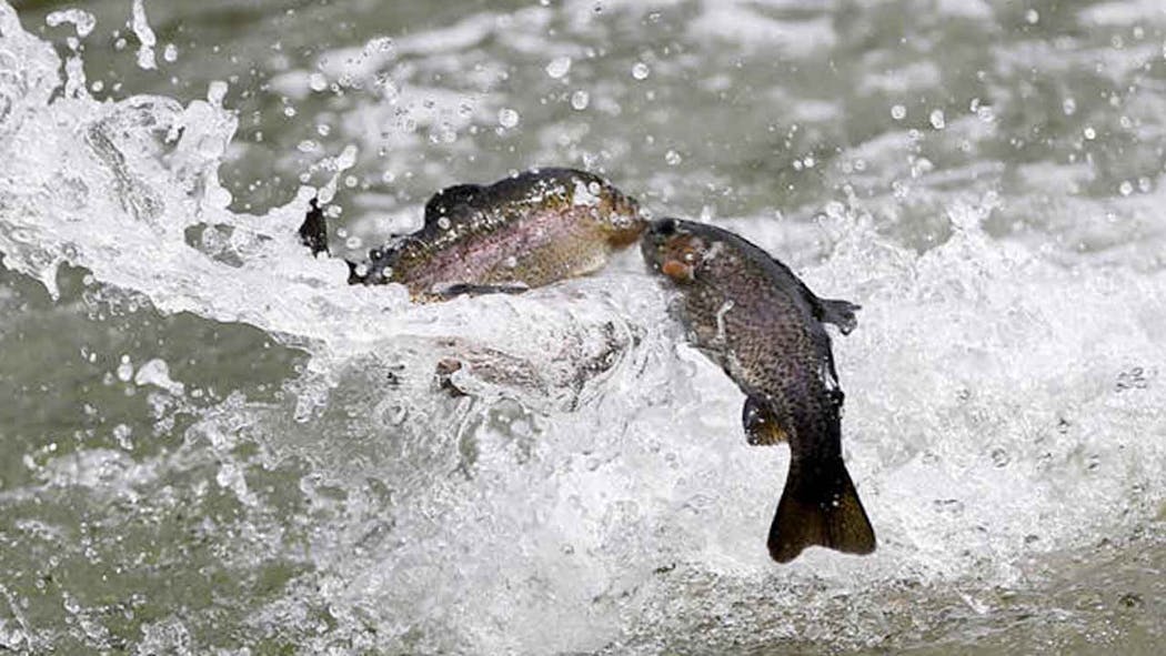 Nearly 350,000 Trout To Be Euthanized In California As Bacteri