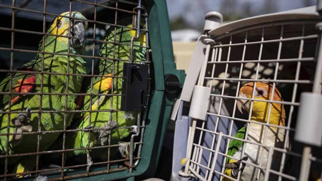 Rescuers Flock Together To Save 275 Parrots Stranded By Ian