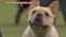 Man From Broken Arrow Helps Judge Westminster Dog Show
