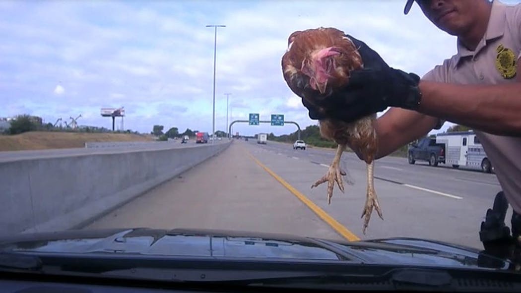 Chickens On The Highway OHP