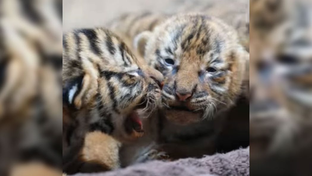 tulsa zoo tiger cubs