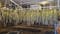 1 arrested, over 10,000 plants seized during marijuana grow bust in Mannford