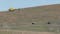 ‘Bison Uber’ uses helicopter to return herd to Oklahoma refuge