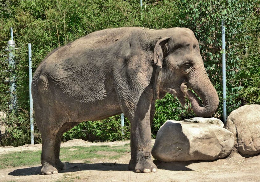 Tina Elephant from Los Angeles Zoo coming to Tulsa Zoo