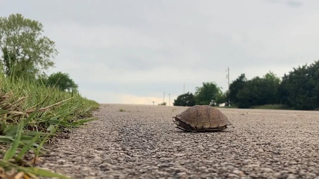 Turtle on road - Oklahoma - 2025