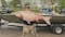 Oklahoma fishing guide breaks his own world record with 118-pound bighead carp