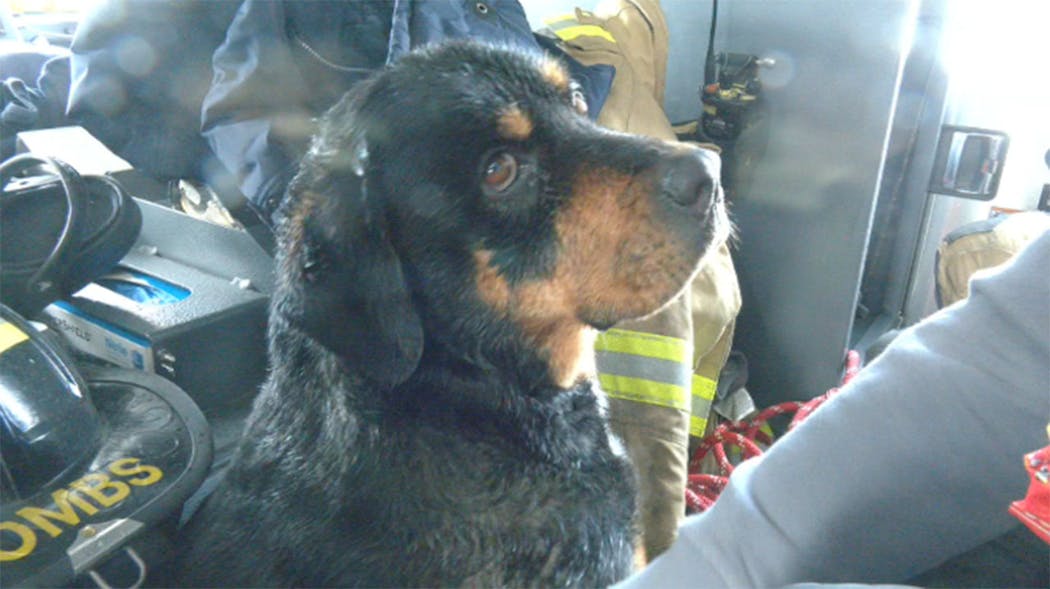 Chloe Rottweiler rescued from frozen pond