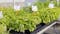 Tulsa Farmers Market launches midweek market in Kendall Whittier