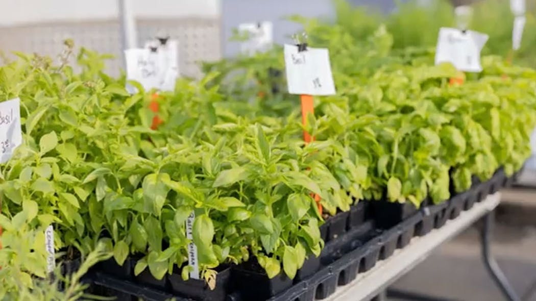 Tulsa Farmers' Market plants 