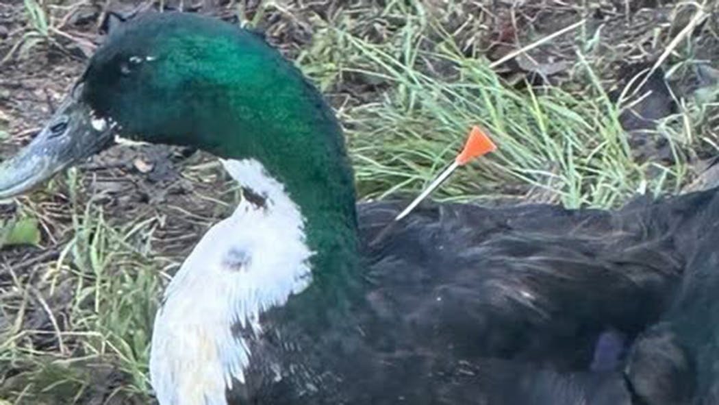 Owasso Duck Darted