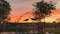 Talala peacocks, Travis & Taylor, share a sunset kiss