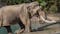 Tulsa Zoo Welcomes Billy and Tina: 2 Elephants from L.A. Zoo Arrive Safely