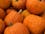 Oklahoma Fall Fun: Information On Pumpkin Patches, Mazes & Orchards