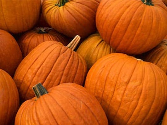Oklahoma Fall Fun: Information On Pumpkin Patches, Mazes & Orchards
