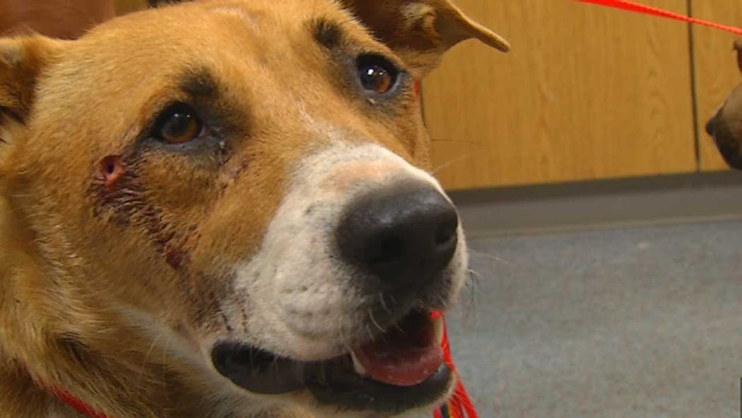 OKC Animal Control Investigating Severe Animal Abuse Cases
