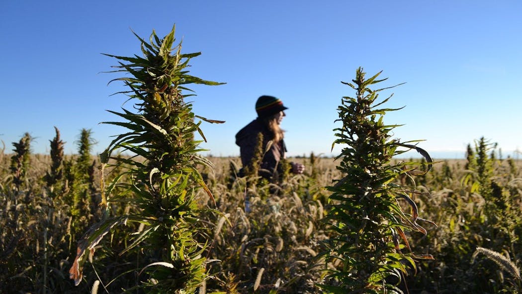 New Law To Allow Oklahoma Farmers To Grow Hemp, Signed By Governor