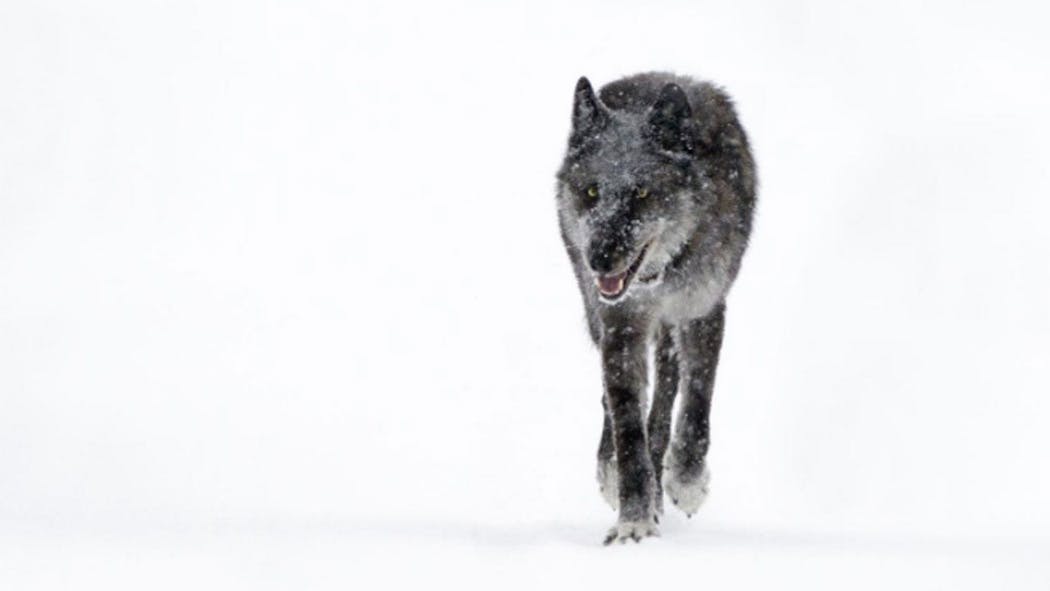 Popular Yellowstone Wolf's Killing Outside Park Sparks Calls For Change