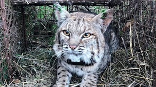 House Passes Bill Featured In ‘Tiger King’ That Would Ban Most Big Cat Ownership