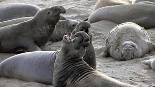 Man Who Shot, Killed Elephant Seal On California Coast Sentenced To Federal Prison