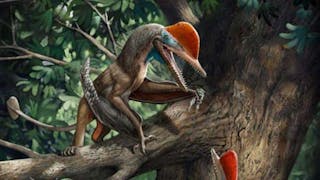 Scientists Discover The 'Monkeydactyl' — A Jurassic-Era Flying Dinosaur With Opposable Thumbs