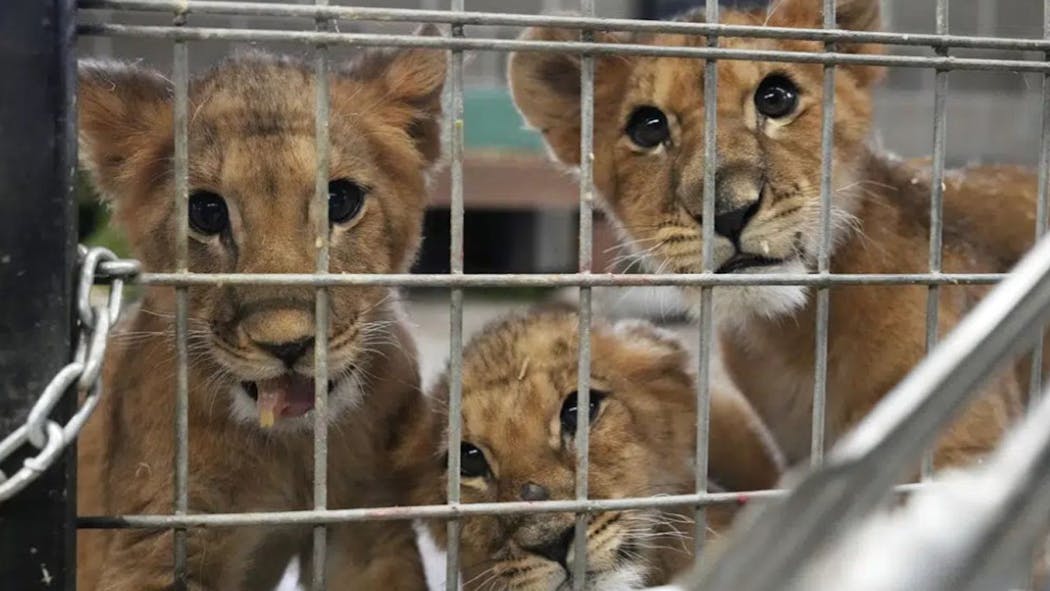 Four orphaned lion cubs have arrived in Minnesota.