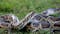 New York City Man Charged With Smuggling 3 Burmese Pythons Over US Border In His Pants