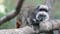 2 Emperor Tamarin Monkeys Missing From Dallas Zoo Have Been Found, Police Say