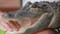 Emotional Support Alligator Denied Entrance To Phillies-Pirates Game