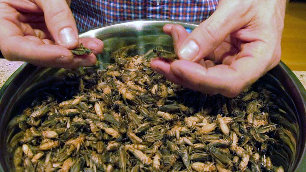 Food and Farm Edible Crickets