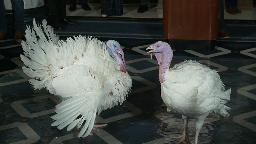 Turkeys "Peach" and "Blossom."