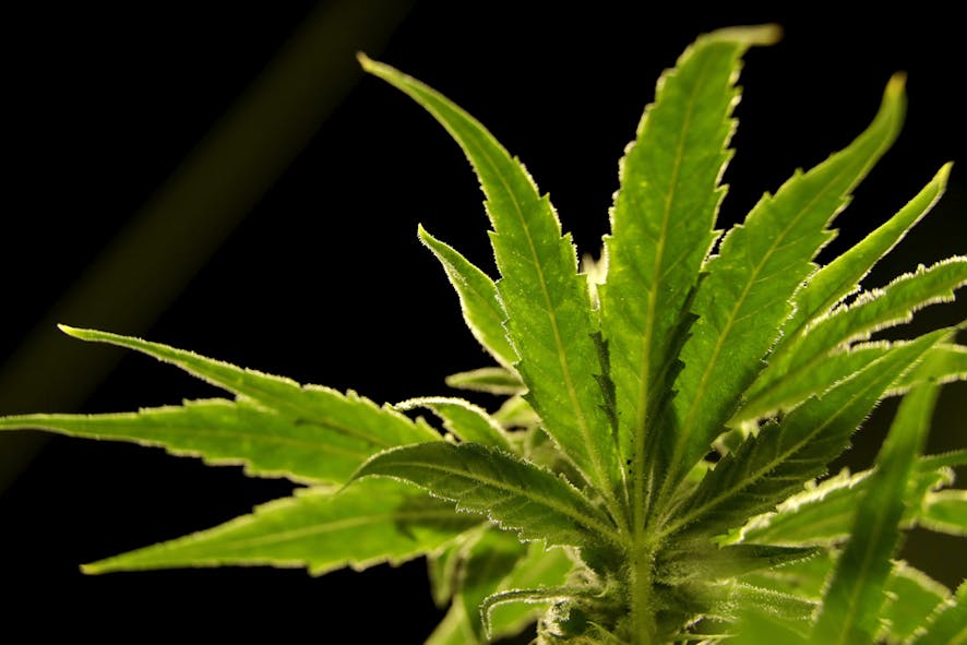 Marijuana leaf