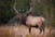 Applications open for controlled hunts across Oklahoma