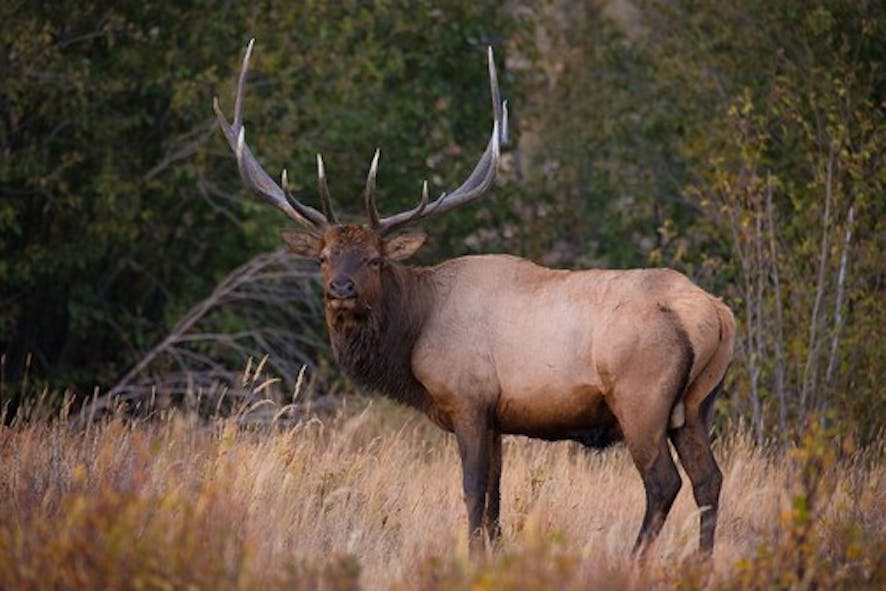 Bull elk in Oklahoma