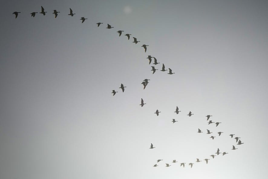 Bird migration