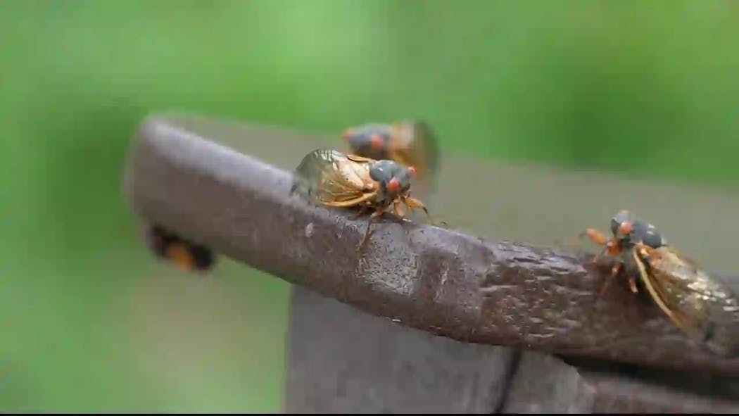 Cicadas poised to return in spring 2025.