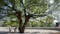 Survivor Tree Legacy: Country music star Reba McEntire plants Survivor Tree seedling at Nashville home