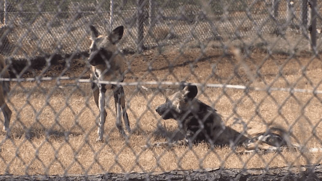 Painted Dogs