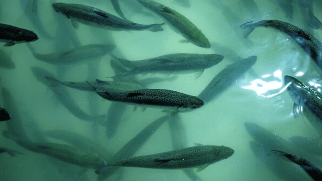 Salmon donated to a food bank in New York.