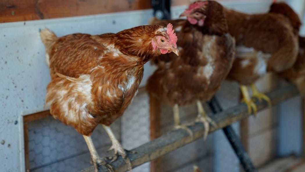 Bird Flu detected in Grady County