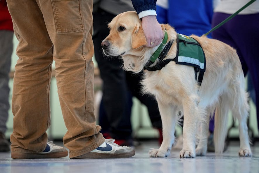 Service dog