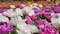 PHOTOS: Myriad Botanical Gardens hosts third annual Tulip Festival