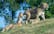 OKC Zoo celebrates five lion cubs' first birthday