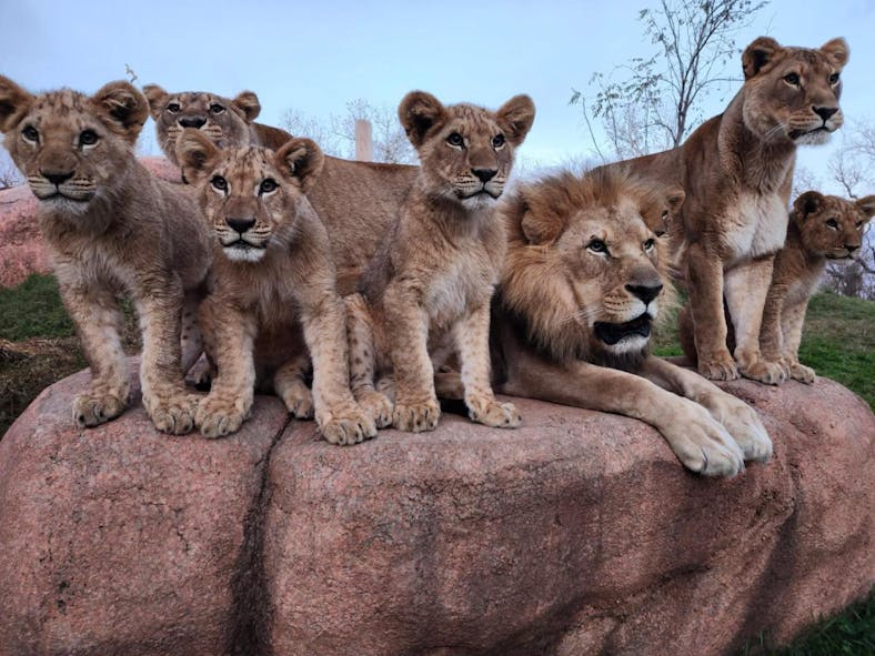 OKC Zoo African lion pride 