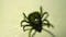 Alpha-Gal Syndrome: The red meat allergy triggered by ticks