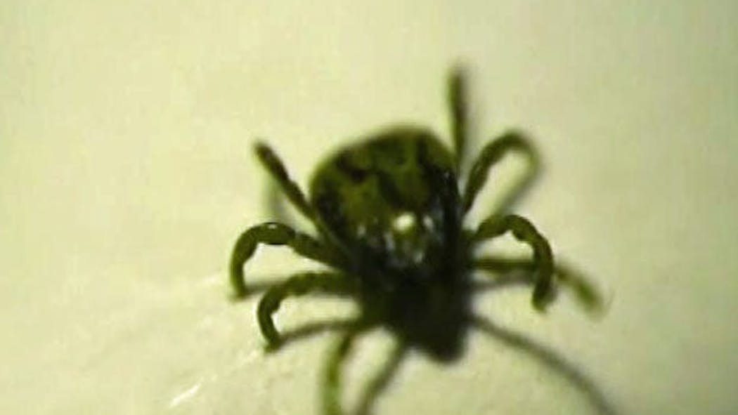 Ticks and Alpha-Gal Syndrome